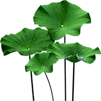 Daun Lotus
