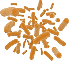 Lactobasillius Paracasei (Probiotik)