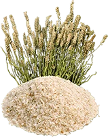 Psyllium Husk